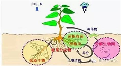 植物吸收重金屬